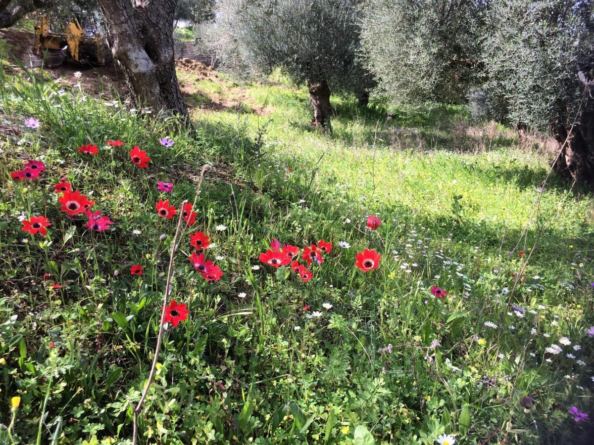 Hakuna Matata Holidays Wooden Lodge With Airco & Pool In Greek Olive Grove 迈索尼 外观 照片