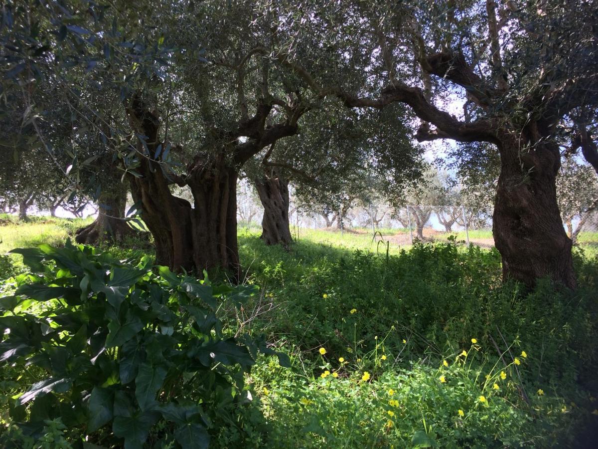 Hakuna Matata Holidays Wooden Lodge With Airco & Pool In Greek Olive Grove 迈索尼 外观 照片