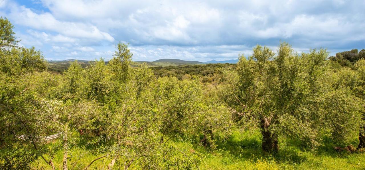 Hakuna Matata Holidays Wooden Lodge With Airco & Pool In Greek Olive Grove 迈索尼 外观 照片